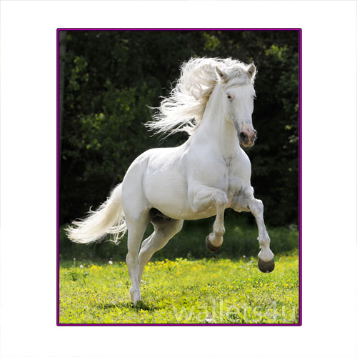 Magic Wallet, Horse, White - MWAP0099